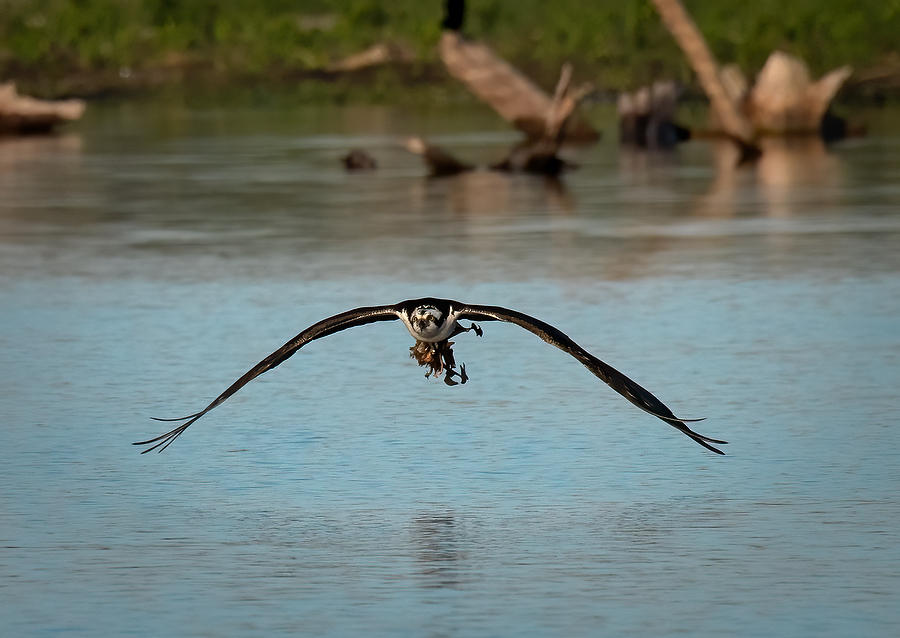 Rodman Osprey 
022320-1240 : Critters : Will Dickey Florida Fine Art Nature and Wildlife Photography - Images of Florida's First Coast - Nature and Landscape Photographs of Jacksonville, St. Augustine, Florida nature preserves