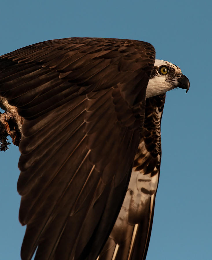 Rodman Osprey
022320-1252 : Critters : Will Dickey Florida Fine Art Nature and Wildlife Photography - Images of Florida's First Coast - Nature and Landscape Photographs of Jacksonville, St. Augustine, Florida nature preserves