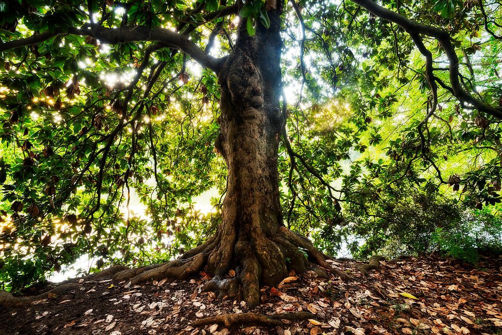 Piedmont Magnolia 081520-28  : Waterways and Woods  : Will Dickey Florida Fine Art Nature and Wildlife Photography - Images of Florida's First Coast - Nature and Landscape Photographs of Jacksonville, St. Augustine, Florida nature preserves