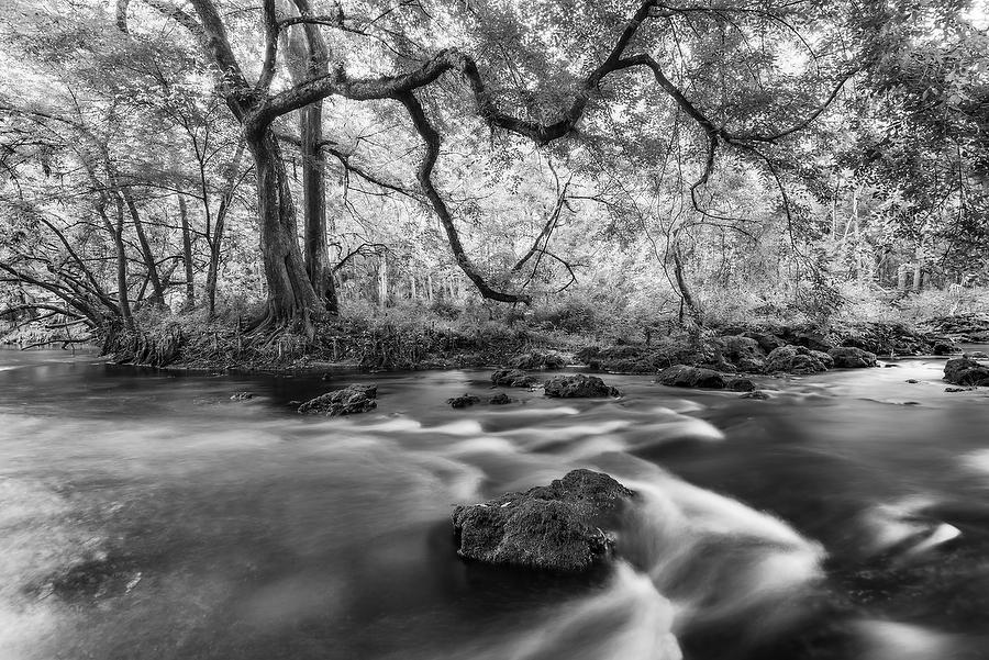 Hillsborough River 042616-94BW  : Black and White : Will Dickey Florida Fine Art Nature and Wildlife Photography - Images of Florida's First Coast - Nature and Landscape Photographs of Jacksonville, St. Augustine, Florida nature preserves