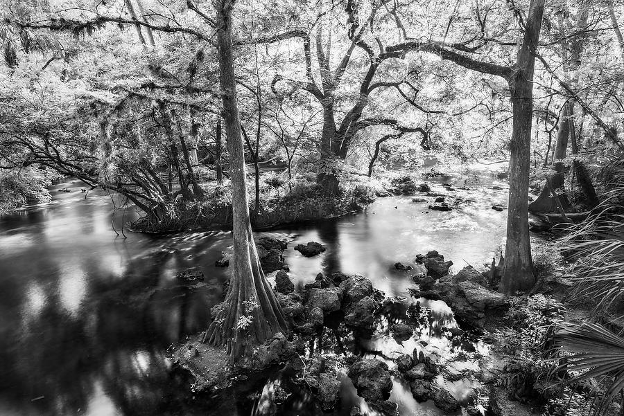 Hillsborough River 042616-192BW : Black and White : Will Dickey Florida Fine Art Nature and Wildlife Photography - Images of Florida's First Coast - Nature and Landscape Photographs of Jacksonville, St. Augustine, Florida nature preserves