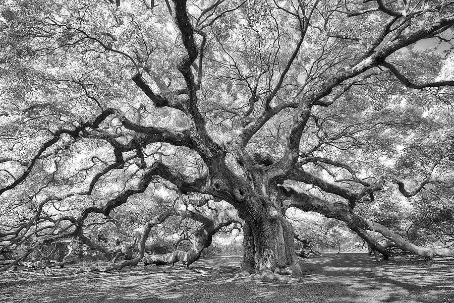 Angel Oak 
062816-13BW : Black and White : Will Dickey Florida Fine Art Nature and Wildlife Photography - Images of Florida's First Coast - Nature and Landscape Photographs of Jacksonville, St. Augustine, Florida nature preserves