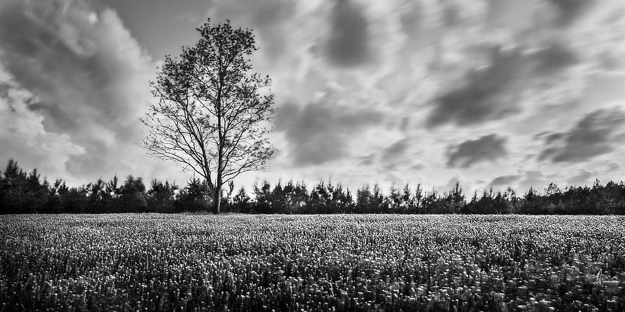 Clover Field 
041219-51PBW : Black and White : Will Dickey Florida Fine Art Nature and Wildlife Photography - Images of Florida's First Coast - Nature and Landscape Photographs of Jacksonville, St. Augustine, Florida nature preserves