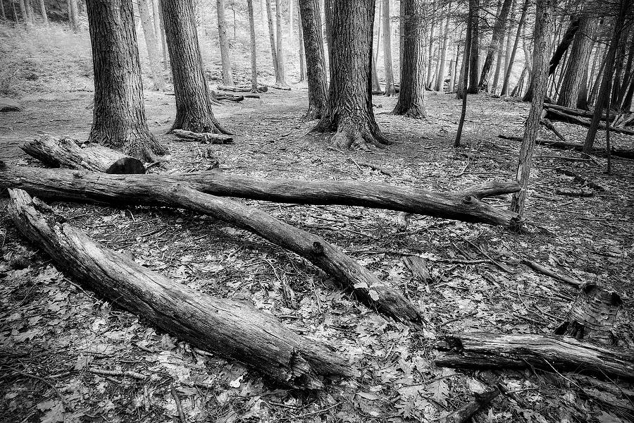 Devils Hopyard 
071819-261BW : Black and White : Will Dickey Florida Fine Art Nature and Wildlife Photography - Images of Florida's First Coast - Nature and Landscape Photographs of Jacksonville, St. Augustine, Florida nature preserves