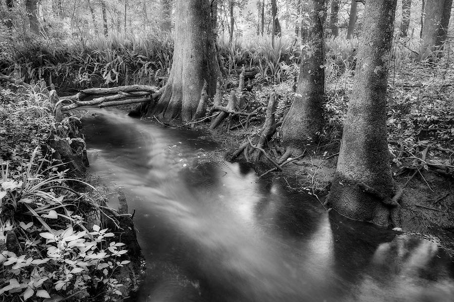 Goodbys Creek 
031719-17BW : Black and White : Will Dickey Florida Fine Art Nature and Wildlife Photography - Images of Florida's First Coast - Nature and Landscape Photographs of Jacksonville, St. Augustine, Florida nature preserves
