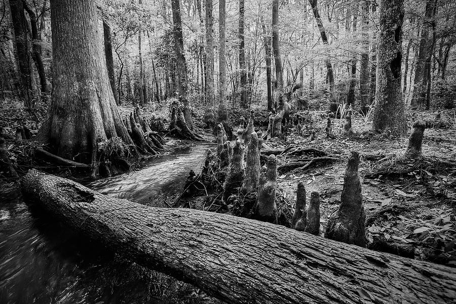 Goodbys Creek 
032215-8BW : Black and White : Will Dickey Florida Fine Art Nature and Wildlife Photography - Images of Florida's First Coast - Nature and Landscape Photographs of Jacksonville, St. Augustine, Florida nature preserves