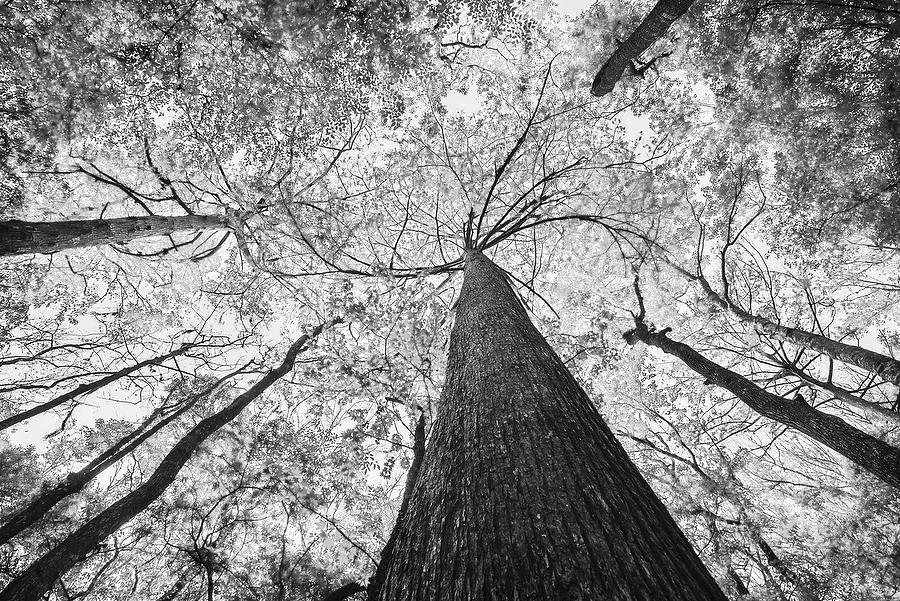 Goodbys Cypress 
032215-21BW  : Black and White : Will Dickey Florida Fine Art Nature and Wildlife Photography - Images of Florida's First Coast - Nature and Landscape Photographs of Jacksonville, St. Augustine, Florida nature preserves