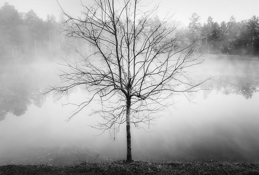 Persimmon Tree And Pond 
112709-180BW : Black and White : Will Dickey Florida Fine Art Nature and Wildlife Photography - Images of Florida's First Coast - Nature and Landscape Photographs of Jacksonville, St. Augustine, Florida nature preserves