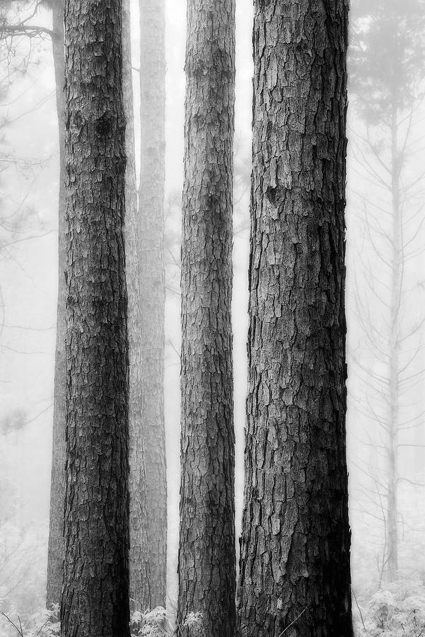 Piney Woods Fog 
041219-146BW : Black and White : Will Dickey Florida Fine Art Nature and Wildlife Photography - Images of Florida's First Coast - Nature and Landscape Photographs of Jacksonville, St. Augustine, Florida nature preserves