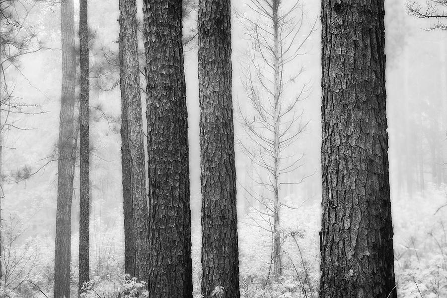 Piney Woods Fog 
041219-161BW : Black and White : Will Dickey Florida Fine Art Nature and Wildlife Photography - Images of Florida's First Coast - Nature and Landscape Photographs of Jacksonville, St. Augustine, Florida nature preserves