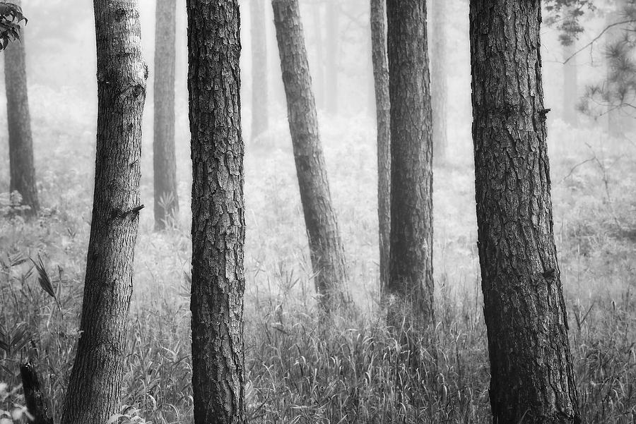 Piney Woods Fog
041219-164BW : Black and White : Will Dickey Florida Fine Art Nature and Wildlife Photography - Images of Florida's First Coast - Nature and Landscape Photographs of Jacksonville, St. Augustine, Florida nature preserves