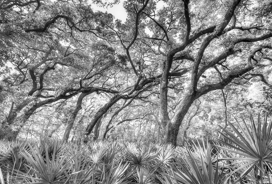 Big Talbot Oaks Palmettos 
041714-455BW : Black and White : Will Dickey Florida Fine Art Nature and Wildlife Photography - Images of Florida's First Coast - Nature and Landscape Photographs of Jacksonville, St. Augustine, Florida nature preserves