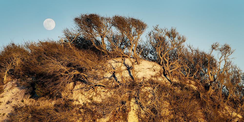 Destin Dune Moonrise 122820-28P : Beaches : Will Dickey Florida Fine Art Nature and Wildlife Photography - Images of Florida's First Coast - Nature and Landscape Photographs of Jacksonville, St. Augustine, Florida nature preserves