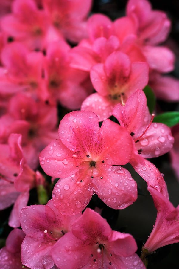 Azalea
030221-112 : Blooms : Will Dickey Florida Fine Art Nature and Wildlife Photography - Images of Florida's First Coast - Nature and Landscape Photographs of Jacksonville, St. Augustine, Florida nature preserves