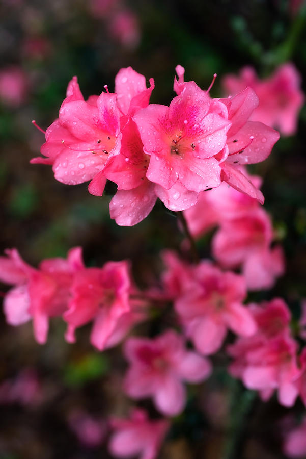 Azalea 
030221-126 : Blooms : Will Dickey Florida Fine Art Nature and Wildlife Photography - Images of Florida's First Coast - Nature and Landscape Photographs of Jacksonville, St. Augustine, Florida nature preserves