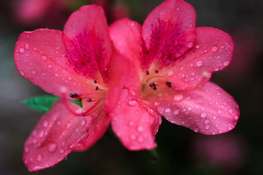 Azalea 
030221-167 : Blooms : Will Dickey Florida Fine Art Nature and Wildlife Photography - Images of Florida's First Coast - Nature and Landscape Photographs of Jacksonville, St. Augustine, Florida nature preserves