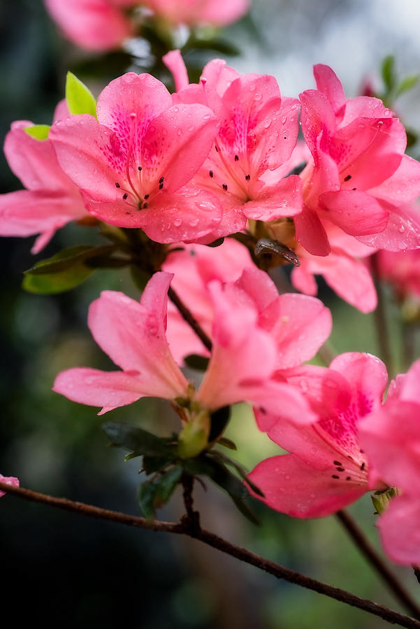 Azalea
030221-205 : Blooms : Will Dickey Florida Fine Art Nature and Wildlife Photography - Images of Florida's First Coast - Nature and Landscape Photographs of Jacksonville, St. Augustine, Florida nature preserves