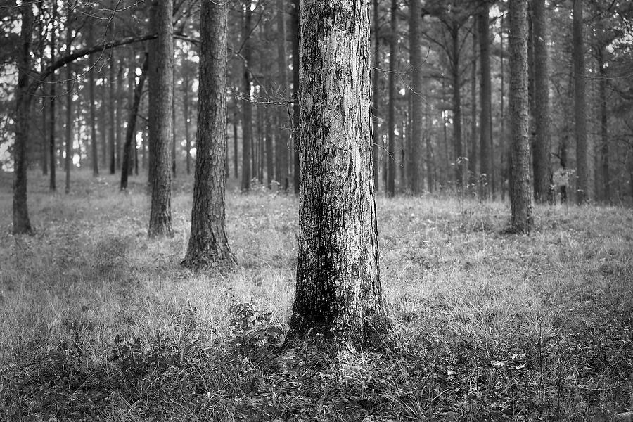 Alabama Camp White Oak 
112819-22BW : Black and White : Will Dickey Florida Fine Art Nature and Wildlife Photography - Images of Florida's First Coast - Nature and Landscape Photographs of Jacksonville, St. Augustine, Florida nature preserves