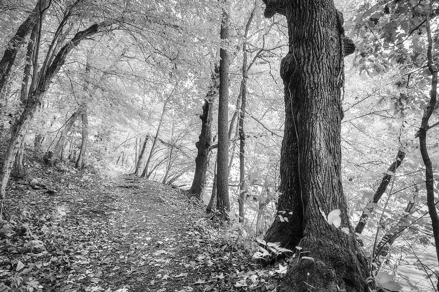 French Broad Trail 102718-51BW : Black and White : Will Dickey Florida Fine Art Nature and Wildlife Photography - Images of Florida's First Coast - Nature and Landscape Photographs of Jacksonville, St. Augustine, Florida nature preserves