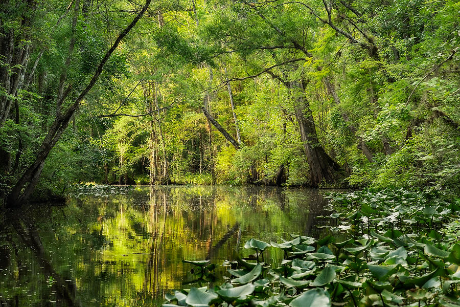 Durbin Creek Bend 050321-357 : Waterways and Woods  : Will Dickey Florida Fine Art Nature and Wildlife Photography - Images of Florida's First Coast - Nature and Landscape Photographs of Jacksonville, St. Augustine, Florida nature preserves
