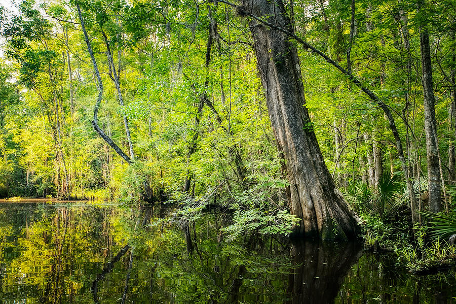 Durbin Creek Reflections 050321-424 : Waterways and Woods  : Will Dickey Florida Fine Art Nature and Wildlife Photography - Images of Florida's First Coast - Nature and Landscape Photographs of Jacksonville, St. Augustine, Florida nature preserves