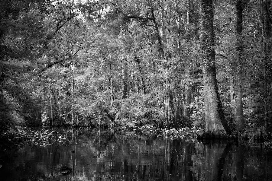 Durbin Creek Bend 050321-189BW : Black and White : Will Dickey Florida Fine Art Nature and Wildlife Photography - Images of Florida's First Coast - Nature and Landscape Photographs of Jacksonville, St. Augustine, Florida nature preserves