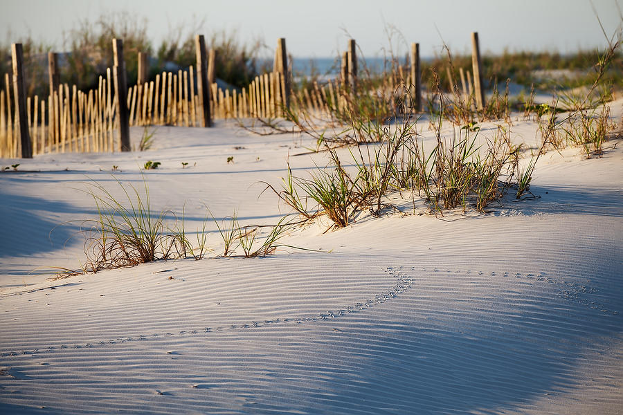 Anastasia Dune Tracks 050921-192 : Beaches : Will Dickey Florida Fine Art Nature and Wildlife Photography - Images of Florida's First Coast - Nature and Landscape Photographs of Jacksonville, St. Augustine, Florida nature preserves