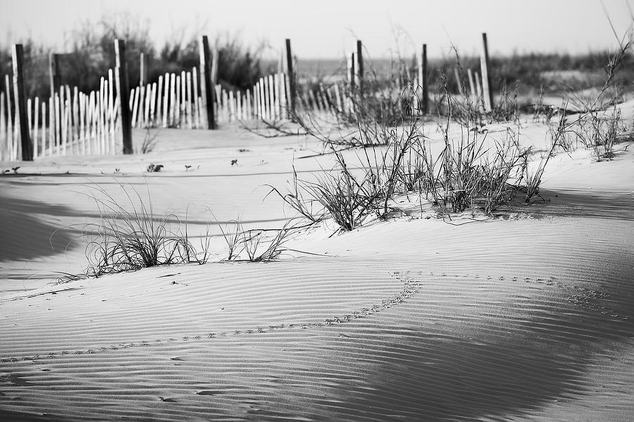 Anastasia Dune Tracks 050921-192BW : Black and White : Will Dickey Florida Fine Art Nature and Wildlife Photography - Images of Florida's First Coast - Nature and Landscape Photographs of Jacksonville, St. Augustine, Florida nature preserves