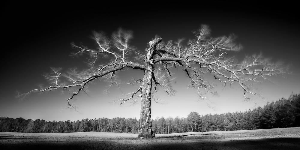 Scarred Sentinel    011621-38BWP : Black and White : Will Dickey Florida Fine Art Nature and Wildlife Photography - Images of Florida's First Coast - Nature and Landscape Photographs of Jacksonville, St. Augustine, Florida nature preserves