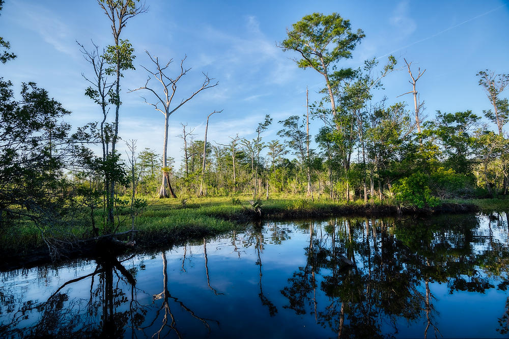 Ortega River Reflections 052521-381 : Waterways and Woods  : Will Dickey Florida Fine Art Nature and Wildlife Photography - Images of Florida's First Coast - Nature and Landscape Photographs of Jacksonville, St. Augustine, Florida nature preserves