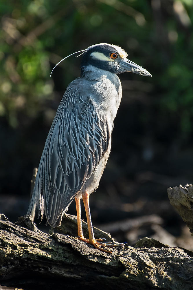 Night Heron           052521-226 : Critters : Will Dickey Florida Fine Art Nature and Wildlife Photography - Images of Florida's First Coast - Nature and Landscape Photographs of Jacksonville, St. Augustine, Florida nature preserves