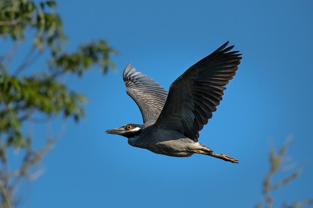Night Heron in Flight
052521-249 : Critters : Will Dickey Florida Fine Art Nature and Wildlife Photography - Images of Florida's First Coast - Nature and Landscape Photographs of Jacksonville, St. Augustine, Florida nature preserves