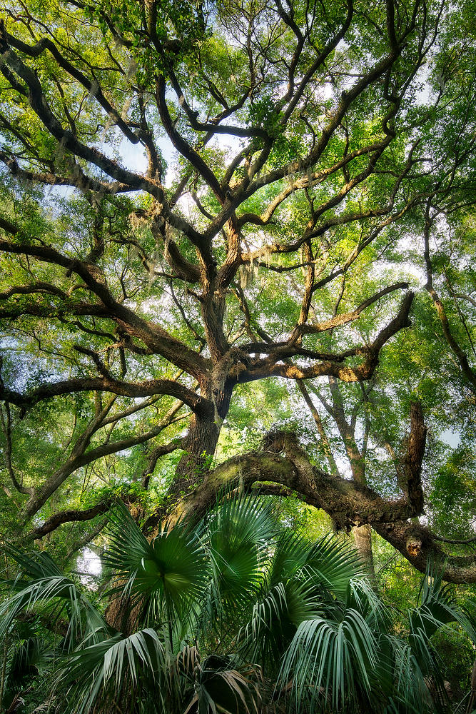 Big Talbot Oak and Palmettos        
05921-285 : Timucuan Preserve  : Will Dickey Florida Fine Art Nature and Wildlife Photography - Images of Florida's First Coast - Nature and Landscape Photographs of Jacksonville, St. Augustine, Florida nature preserves