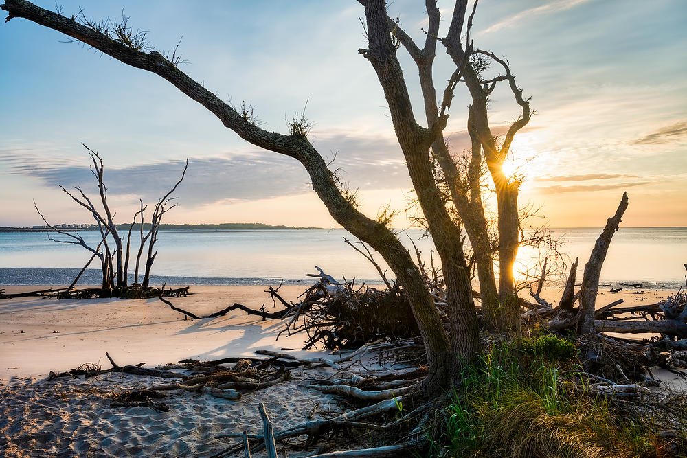 Big Talbot Trees     052921-98 : Timucuan Preserve  : Will Dickey Florida Fine Art Nature and Wildlife Photography - Images of Florida's First Coast - Nature and Landscape Photographs of Jacksonville, St. Augustine, Florida nature preserves