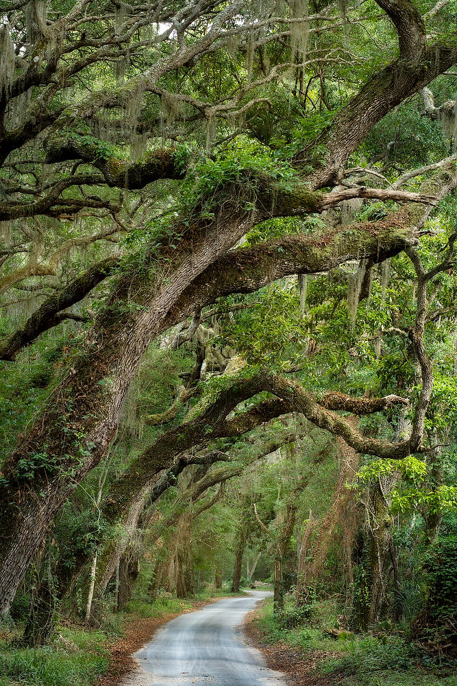 Fort George Road 052921-188 : Timucuan Preserve  : Will Dickey Florida Fine Art Nature and Wildlife Photography - Images of Florida's First Coast - Nature and Landscape Photographs of Jacksonville, St. Augustine, Florida nature preserves