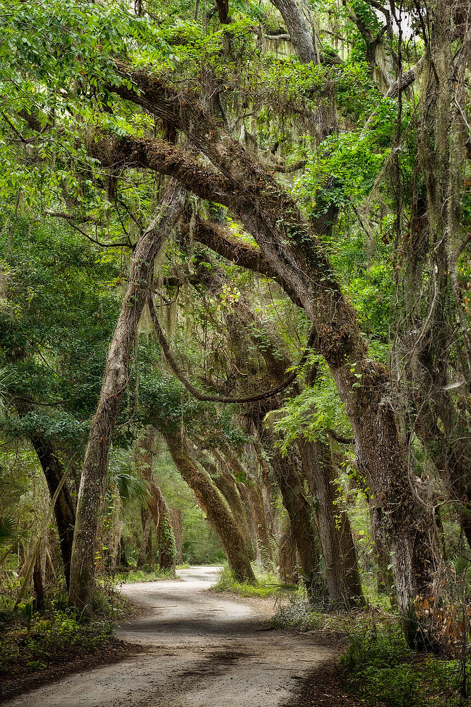 Fort George Road 052921-231 : Timucuan Preserve  : Will Dickey Florida Fine Art Nature and Wildlife Photography - Images of Florida's First Coast - Nature and Landscape Photographs of Jacksonville, St. Augustine, Florida nature preserves