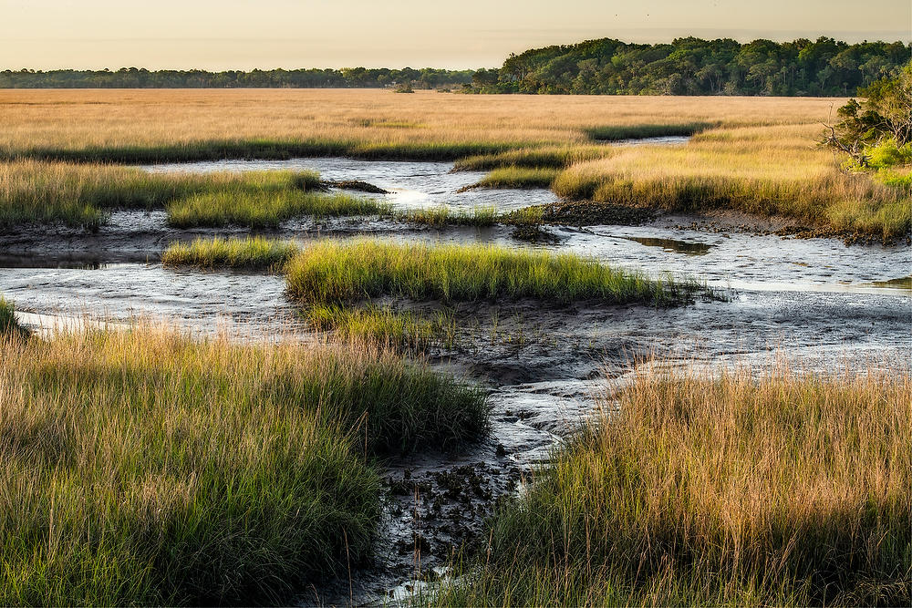 St. Johns Low Tide 053021-66 : Timucuan Preserve  : Will Dickey Florida Fine Art Nature and Wildlife Photography - Images of Florida's First Coast - Nature and Landscape Photographs of Jacksonville, St. Augustine, Florida nature preserves