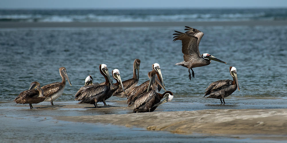 Huguenot Pelicans 052821-56 : Critters : Will Dickey Florida Fine Art Nature and Wildlife Photography - Images of Florida's First Coast - Nature and Landscape Photographs of Jacksonville, St. Augustine, Florida nature preserves