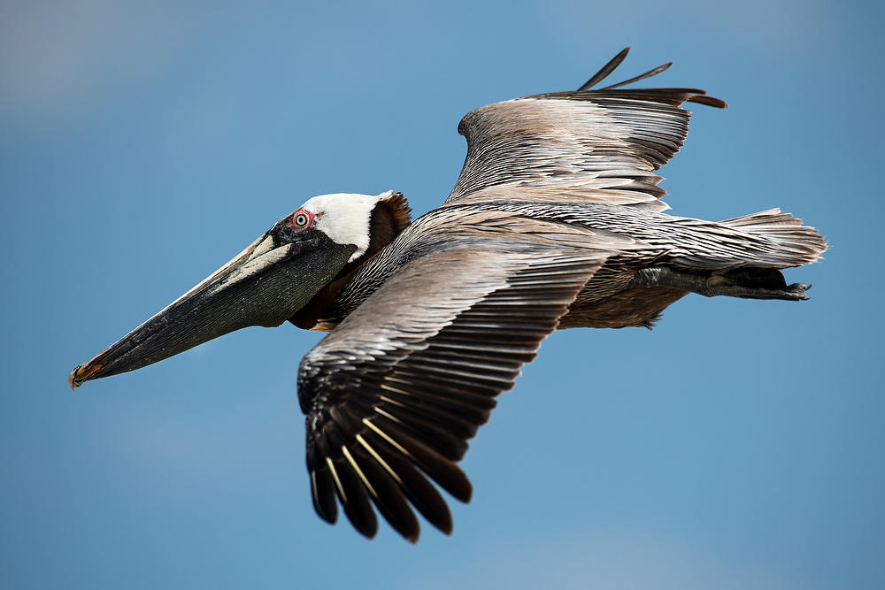Huguenot Pelican  052821-18 : Critters : Will Dickey Florida Fine Art Nature and Wildlife Photography - Images of Florida's First Coast - Nature and Landscape Photographs of Jacksonville, St. Augustine, Florida nature preserves