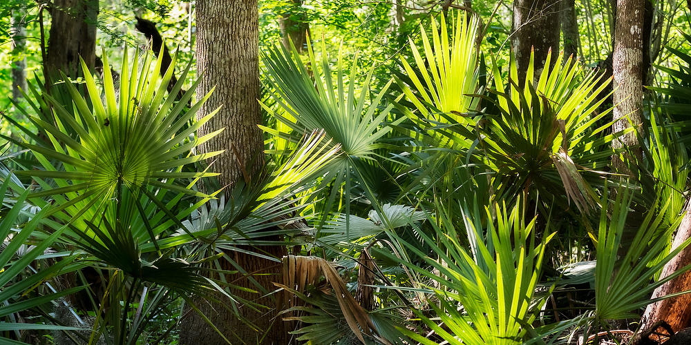 Ortega River Palmettos 052621-73P : Waterways and Woods  : Will Dickey Florida Fine Art Nature and Wildlife Photography - Images of Florida's First Coast - Nature and Landscape Photographs of Jacksonville, St. Augustine, Florida nature preserves