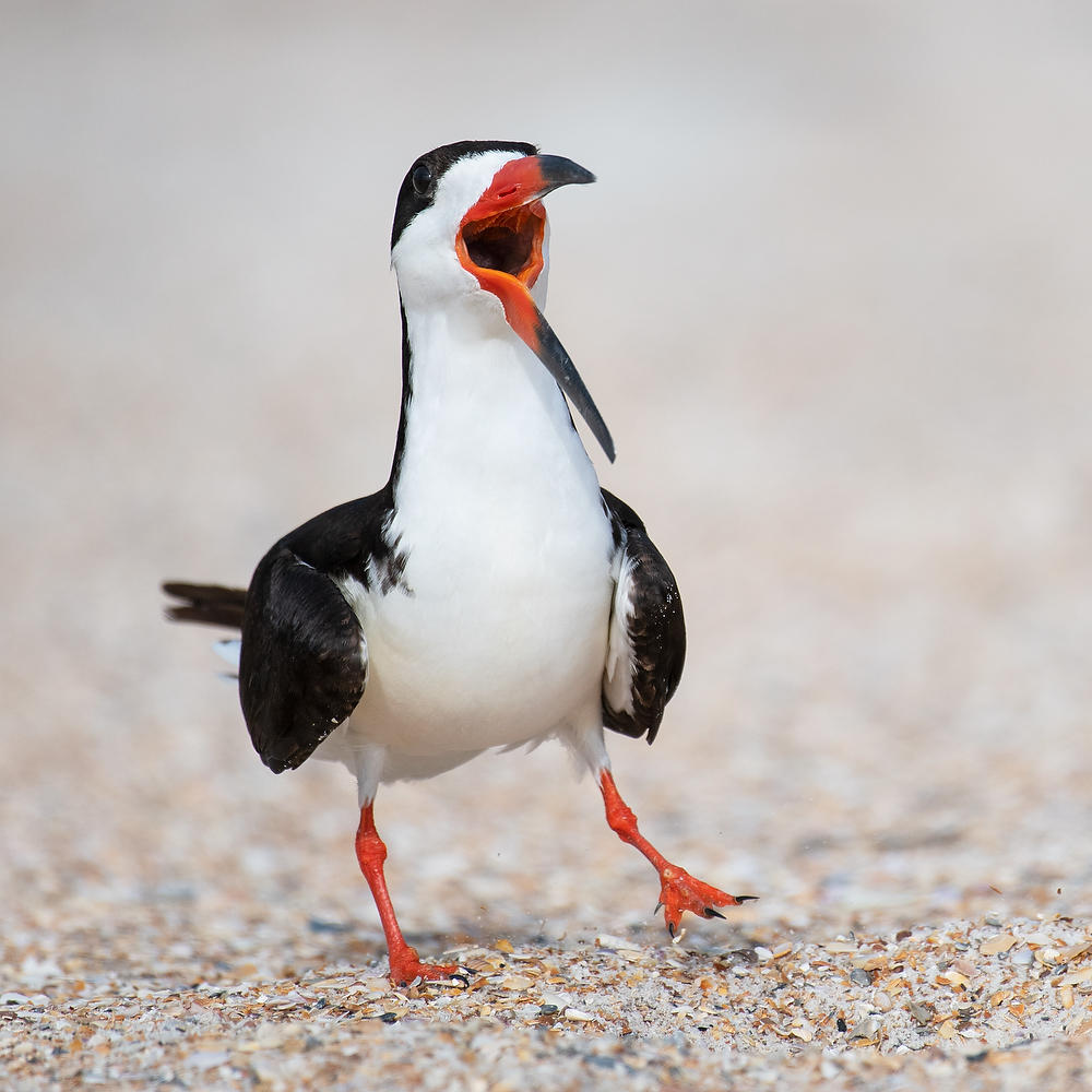 Black Skimmer
060721-53 : Critters : Will Dickey Florida Fine Art Nature and Wildlife Photography - Images of Florida's First Coast - Nature and Landscape Photographs of Jacksonville, St. Augustine, Florida nature preserves