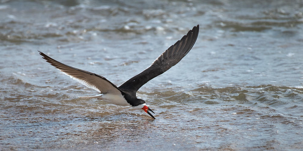 Black Skimmer
060721-316P : Critters : Will Dickey Florida Fine Art Nature and Wildlife Photography - Images of Florida's First Coast - Nature and Landscape Photographs of Jacksonville, St. Augustine, Florida nature preserves