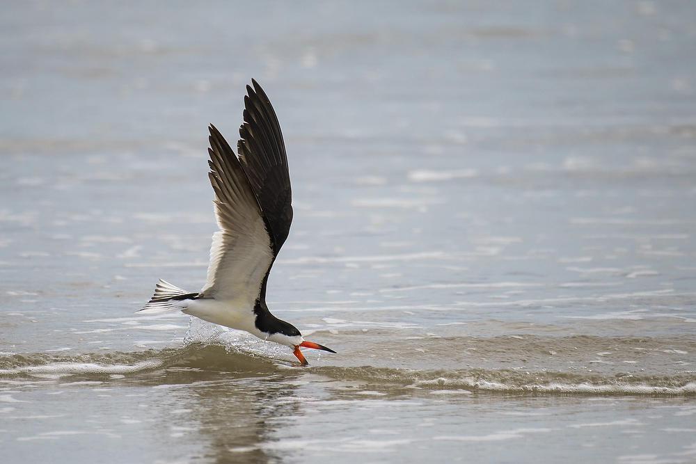 Black Skimmer      060721-345 : Critters : Will Dickey Florida Fine Art Nature and Wildlife Photography - Images of Florida's First Coast - Nature and Landscape Photographs of Jacksonville, St. Augustine, Florida nature preserves