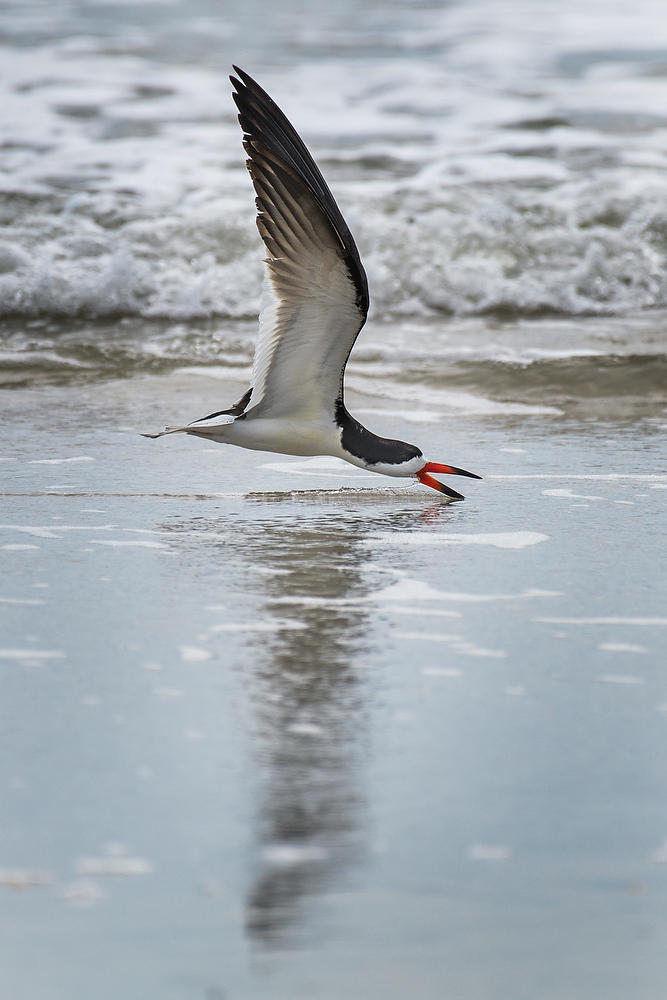 Black Skimmer
060721-362 : Critters : Will Dickey Florida Fine Art Nature and Wildlife Photography - Images of Florida's First Coast - Nature and Landscape Photographs of Jacksonville, St. Augustine, Florida nature preserves