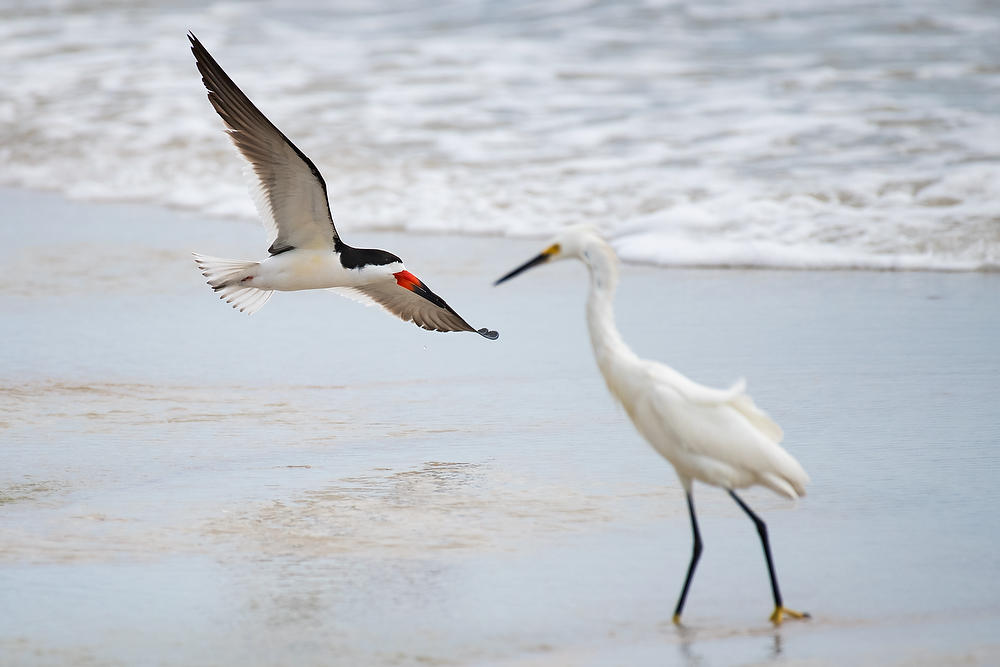 Skimmer and Egret
060721-342 : Critters : Will Dickey Florida Fine Art Nature and Wildlife Photography - Images of Florida's First Coast - Nature and Landscape Photographs of Jacksonville, St. Augustine, Florida nature preserves