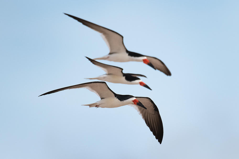 Black Skimmers 
060721-205 : Critters : Will Dickey Florida Fine Art Nature and Wildlife Photography - Images of Florida's First Coast - Nature and Landscape Photographs of Jacksonville, St. Augustine, Florida nature preserves