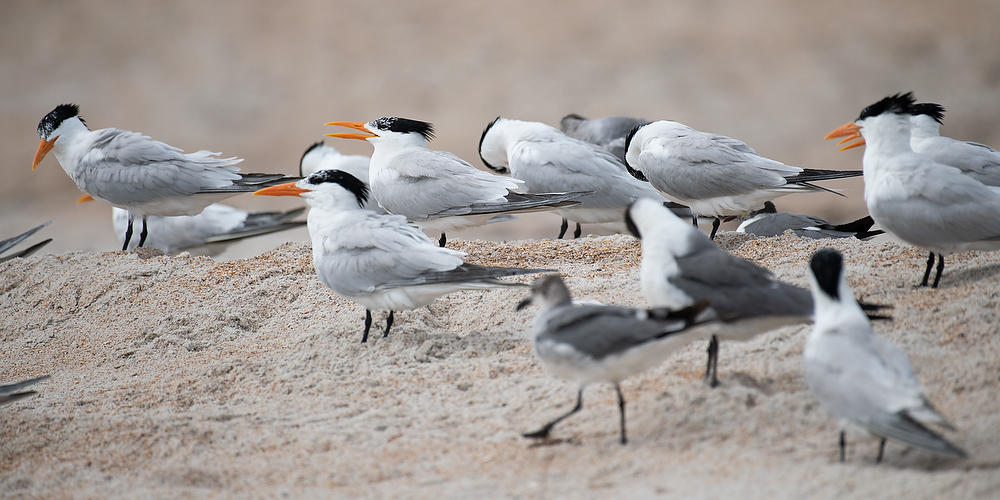 Royal Terns 
060721-373P : Critters : Will Dickey Florida Fine Art Nature and Wildlife Photography - Images of Florida's First Coast - Nature and Landscape Photographs of Jacksonville, St. Augustine, Florida nature preserves