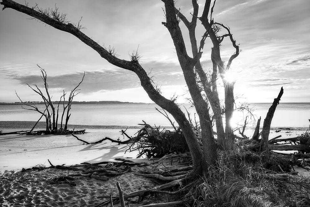 Big Talbot Trees
052921-98BW : Black and White : Will Dickey Florida Fine Art Nature and Wildlife Photography - Images of Florida's First Coast - Nature and Landscape Photographs of Jacksonville, St. Augustine, Florida nature preserves