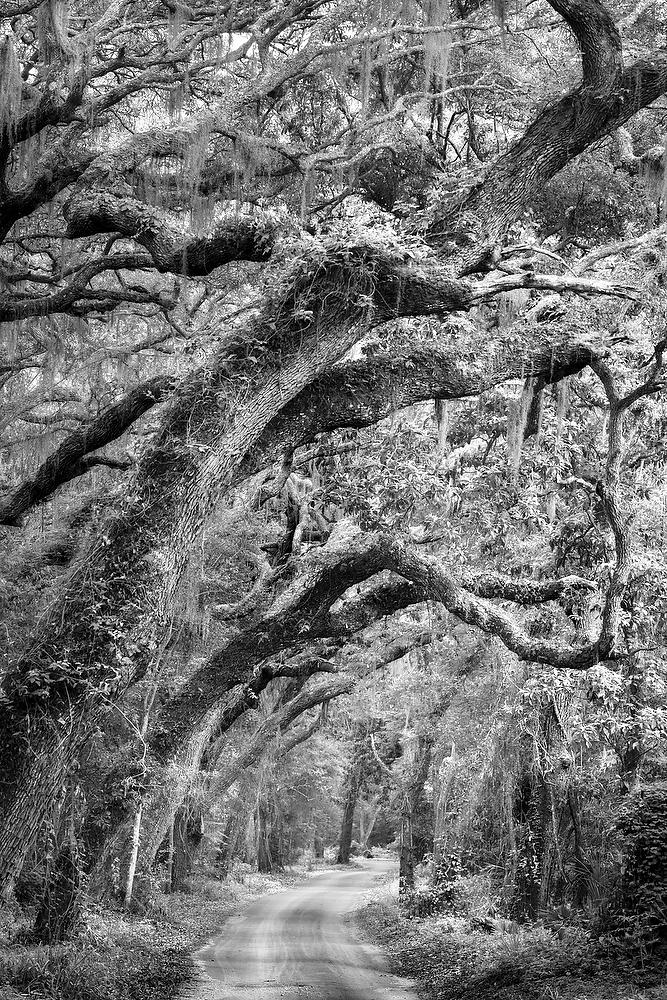 Ft. George Road 
052921-188BW : Black and White : Will Dickey Florida Fine Art Nature and Wildlife Photography - Images of Florida's First Coast - Nature and Landscape Photographs of Jacksonville, St. Augustine, Florida nature preserves