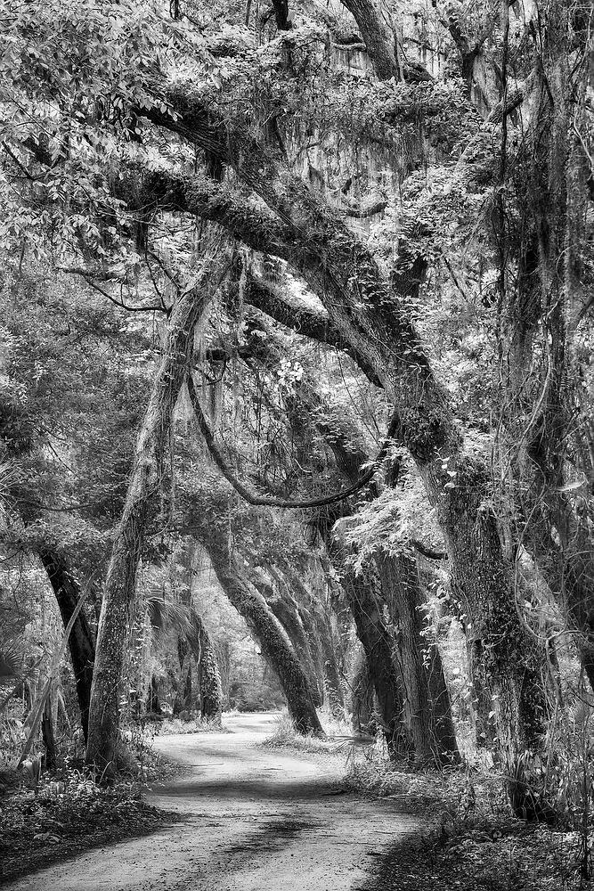 Ft. George Road 
052921-231BW : Black and White : Will Dickey Florida Fine Art Nature and Wildlife Photography - Images of Florida's First Coast - Nature and Landscape Photographs of Jacksonville, St. Augustine, Florida nature preserves